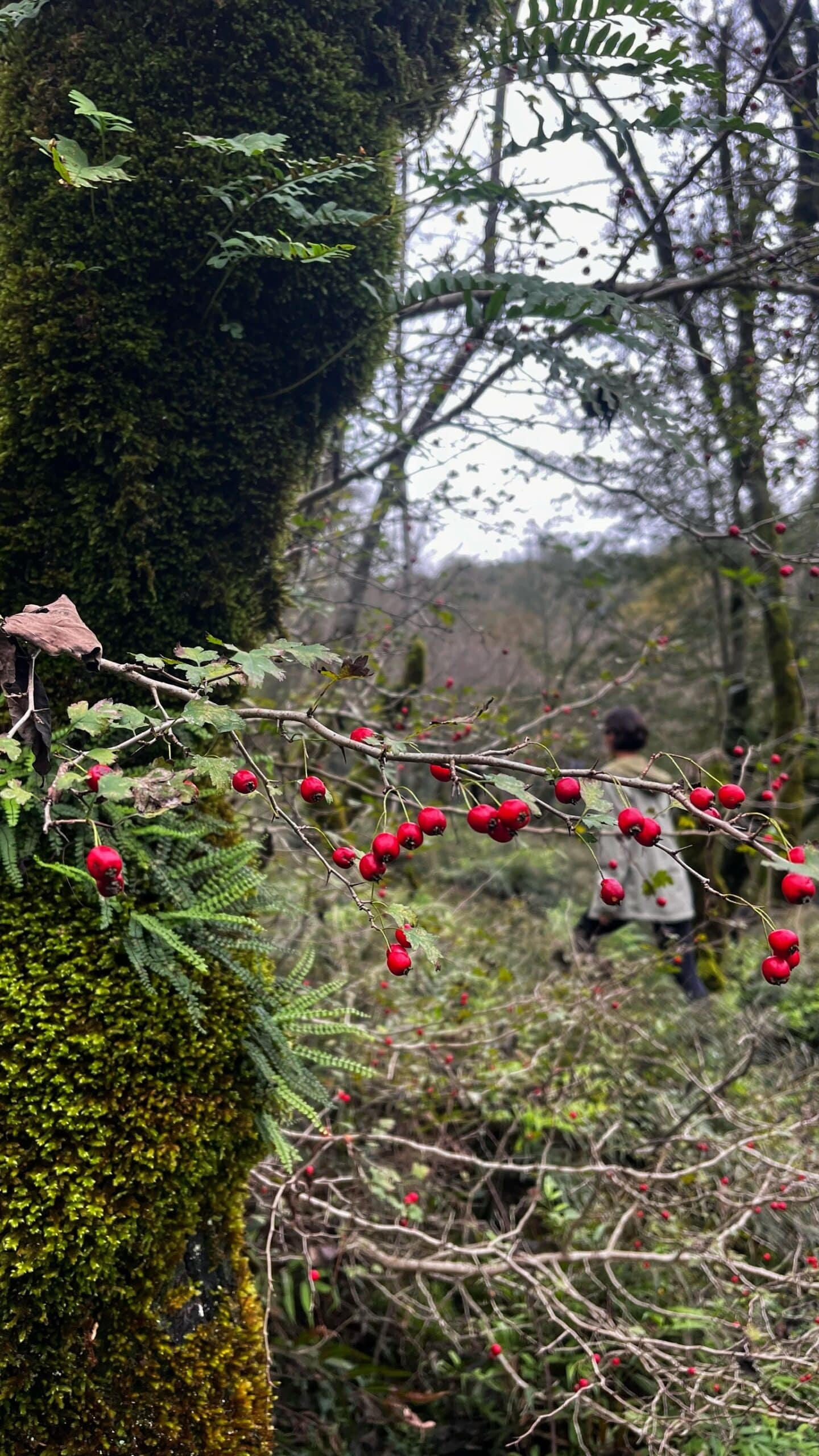 Hyrcanian Forests